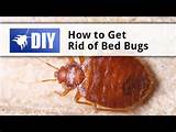 How To Get Rid Of Bed Bugs By Yourself Pictures