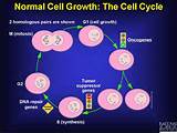 Pictures of Cell Repair And Growth