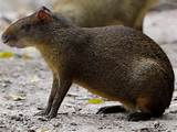 Pictures of Rodent Animals