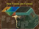 How Are Fossils Formed Pictures