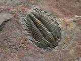 Images of Fossils Pictures
