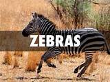 Images of Where Can Zebras Be Found