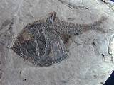 Photos of Fossils Images