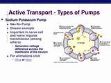 Images of Pumps In Active Transport
