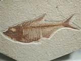 Fish Fossils Pictures