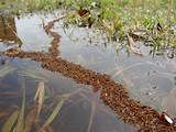 Fire Ants Floating On Water Images