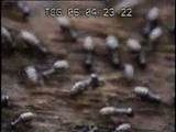 Tree Termites Images