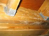 White Mold Removal From Wood Images