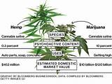 Pictures of Hemp Vs Marijuana