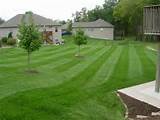 Photos of How To Care Lawn