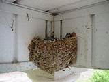 House Finch Nesting Habits Images