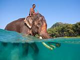Can Elephants Swim Pictures