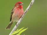 Red Headed Sparrow House Finch Pictures