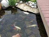 How To Keep Fish Pond Clear Of Algae