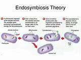 Pictures of Evidence Which Supports The Theory Of Evolution Is Found