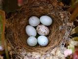 Eggs Of House Finch Pictures