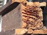Visible Signs Of Termite Damage Pictures