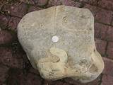 Pictures Of Fossilized Bone