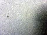 Photos of Termite Exit Holes