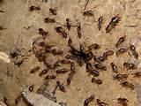 Images of Termites With Wings In House