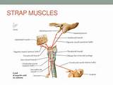 Omohyoid Muscle Strengthening Photos