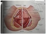 Pictures of Male Pelvic Floor Muscles Anatomy