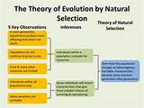 Natural Theory Evolution Pictures