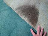 Wet Carpet Basement Mold Pictures
