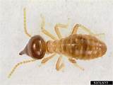 Images of Termite Size