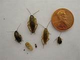 Cockroach Size Photos