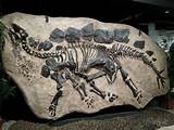 Pictures of Fossil Art