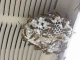 Paper Wasp Nest Removal