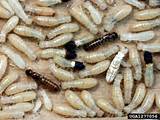 Photos of Baby Termite Pictures