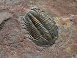 Pictures of Ocean Fossils