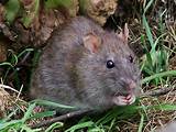Rat Poison Images