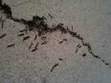 Photos of Termite Size