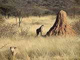 What Eats Termites In The Savanna Pictures