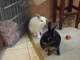 Toilet Training Your Rabbit Photos