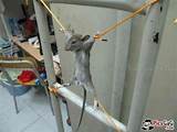 Funny Mouse Trap Video Pictures