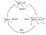 Images of Termite Metamorphosis