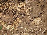 Baby Carpenter Ants Pictures