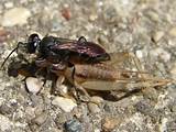 What Is Wasp In Cricket Photos