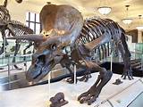 Dinosaur Fossil Facts Pictures