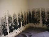 Pictures of Mold Removal Wall