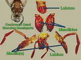 Pictures of Digestive System Of Cockroach