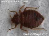 Do It Yourself Bed Bug Control Images