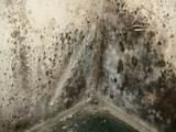 Pictures of Black Mold Removal