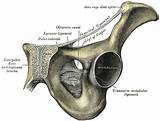 Pelvic Stress Fracture Recovery