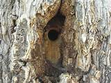 Pictures of Carpenter Bees Nest In Ground