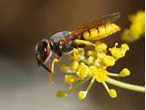 Picture Of Wasp Photos